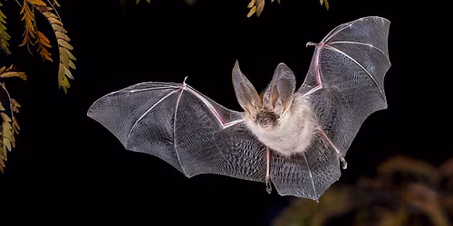 Secret Life of Bats