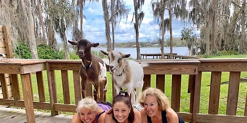 Goat Yoga Tampa lakeside @ In the Loop Brewing in Land O Lakes; 1\/17\/27