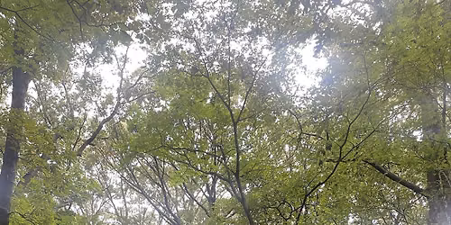 Mindful Hiking: Forest Park, Woodhaven, NY
