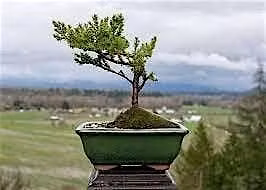 Bonsai Workshop:Summer Maintenance