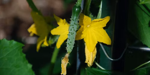 Norwood Plant Clinic