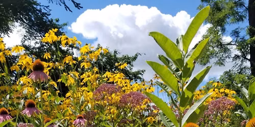 Deer Resistant Gardening with Native Plants