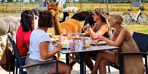 Fr\u00fchst\u00fcck bei den Alpakas