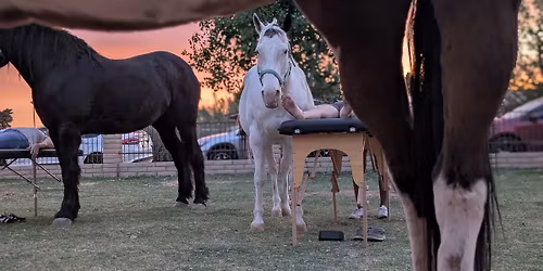 Reiki Among The Horses Under The Stars
