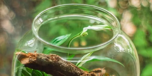 Nature in Your Pocket: Build a Terrarium