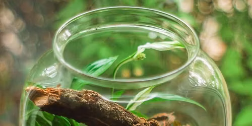 Nature in Your Pocket: Build a Terrarium