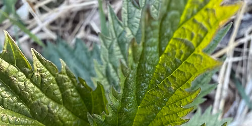 Foraging 101 & Plant ID Walk (Free event)