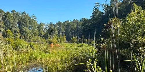 We Hiking! Fountainbleu in Mandeville, La