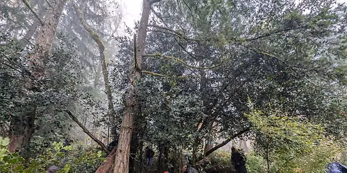 Restoration Event on Squak Mountain with WA State Parks