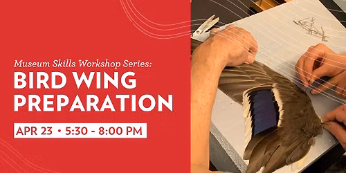 Museum Skills Workshop: Bird Wing Preparation