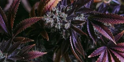 Navigating the Green: Cannabis Science in Clinical Practice (CE Event)