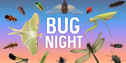 Bug Night