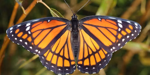 Great Southeast Pollinator Census at Pebble Hill Plantation