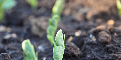 Seed Library Pop-Ups