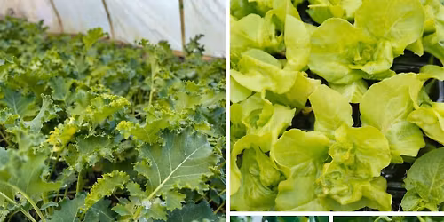 Vegyszermentes pal\u00e1nta \u00e9s vir\u00e1g v\u00e1s\u00e1r 