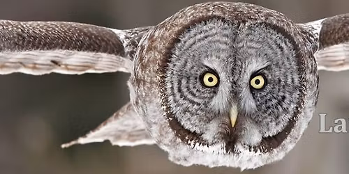 Lancashire Hawks and Owls at the Castle