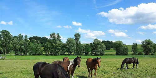 Pasture Walk at Blue Moon Farm