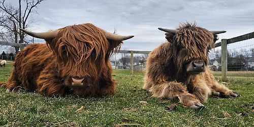 Cuts & Cuddles: Enjoy a fresh cut, highland cow cuddles, and the homestead experience!