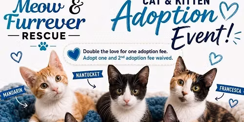Meow & Furrever Rescue Cat Adoption at KAHOOTS 4S Ranch