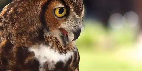 Raptors Through the Lens Photography Event @ 4 Owls Farm