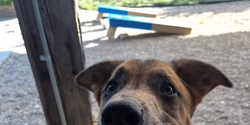 Sunday Funday @ Trellis Brewing