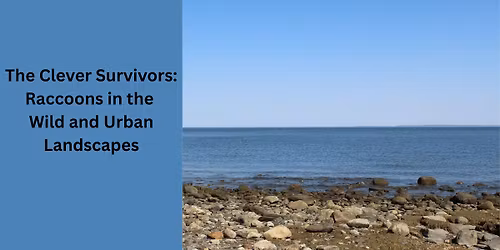 The Clever Survivors: Raccoons in the Wild and Urban Landscapes