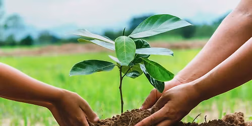 Tree Planting