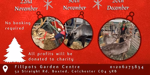 Meet the reindeer 20.12.25