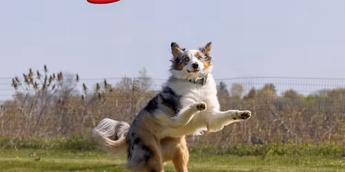 Frisbees & Frostbite - UpDog Event