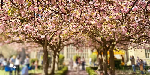 Cherry Blossom Festival 2026 (Bolling Hall)