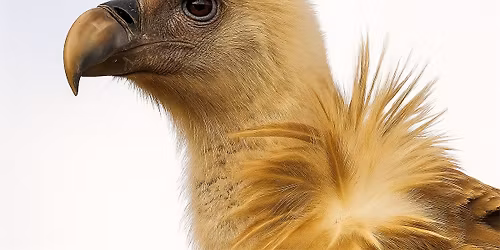 "Wild Land" film screening