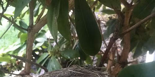 Exploring Bird Nesting Behavior 