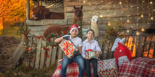 Świąteczna sesja zdjęciowa z alpakami 