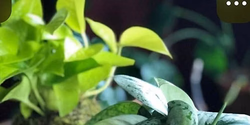 Mini Kekodama Drop in Workshop