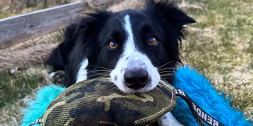 Bruktmarked \u267b\ufe0f\ud83d\udc36