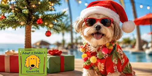 Christmas in July at The Dog Park