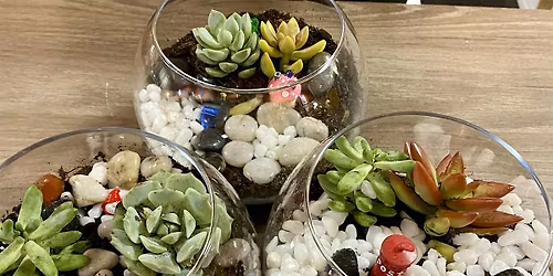 Wednesday Succulent Terrarium Night at Alley Kat Artisans