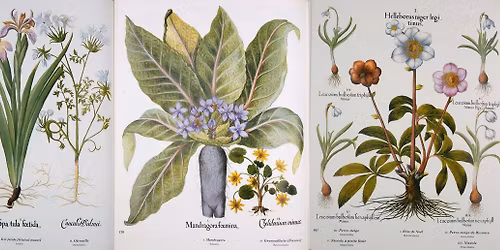 Corso teorico-pratico: "Riconoscimento erbe e arbusti selvatici ad uso alimentare e terapeutico"