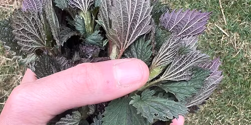 Food and Medicine: Stinging Nettles