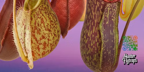 Hunter Flytraps @ SE Rare Plant Market - Myrtle Beach