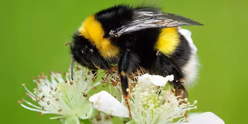 Park Pals: Nature Superhero Day