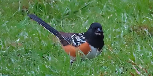 1st Saturday Bird Walk