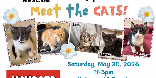 Kitten Adoption Event