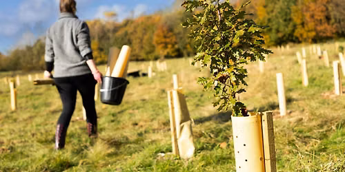 Citizen Forester Tree Maintenance at Hulton Lane Playing Fields, Bolton