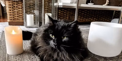 Feline Energy Sound Bath with Sky Apothecary