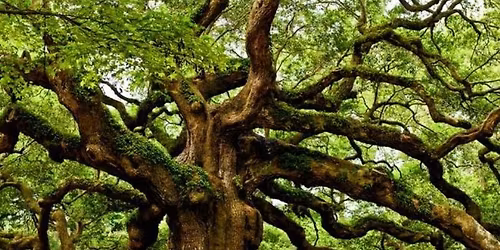 Konsteliacijos pagal Idris Lahore metod\u0105