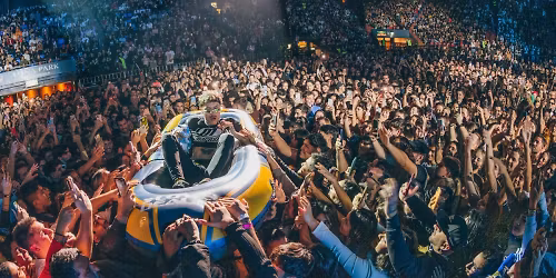 Cardellino in Madrid