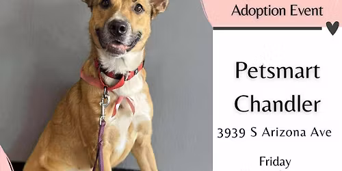 PetSmart Chandler Adoption Event