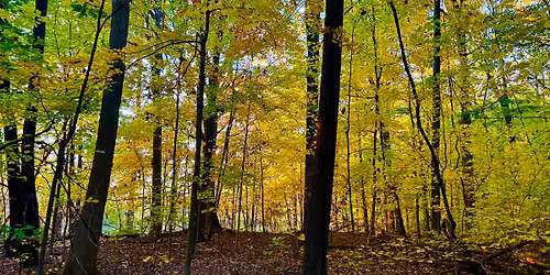 Fall Color Walk - Tenhave Woods