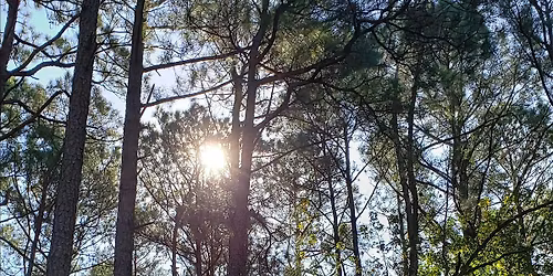 Summer Solstice Forest Bathing Walk